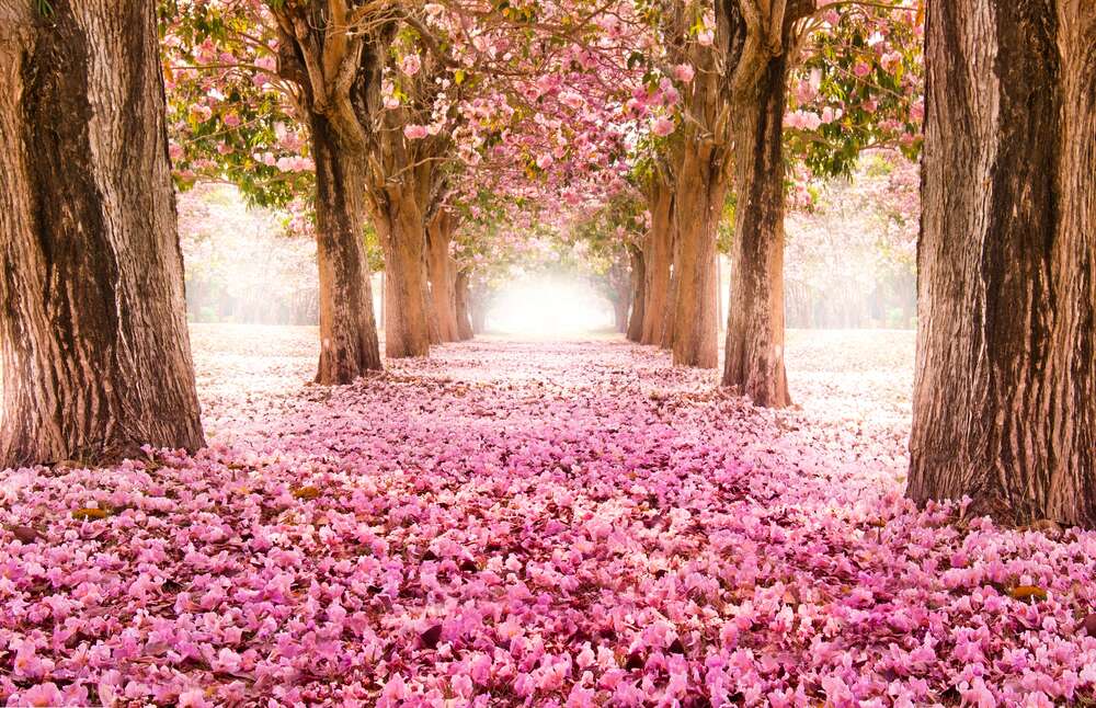 картина-постер Розовая дорожка среди цветущей аллеи сакур