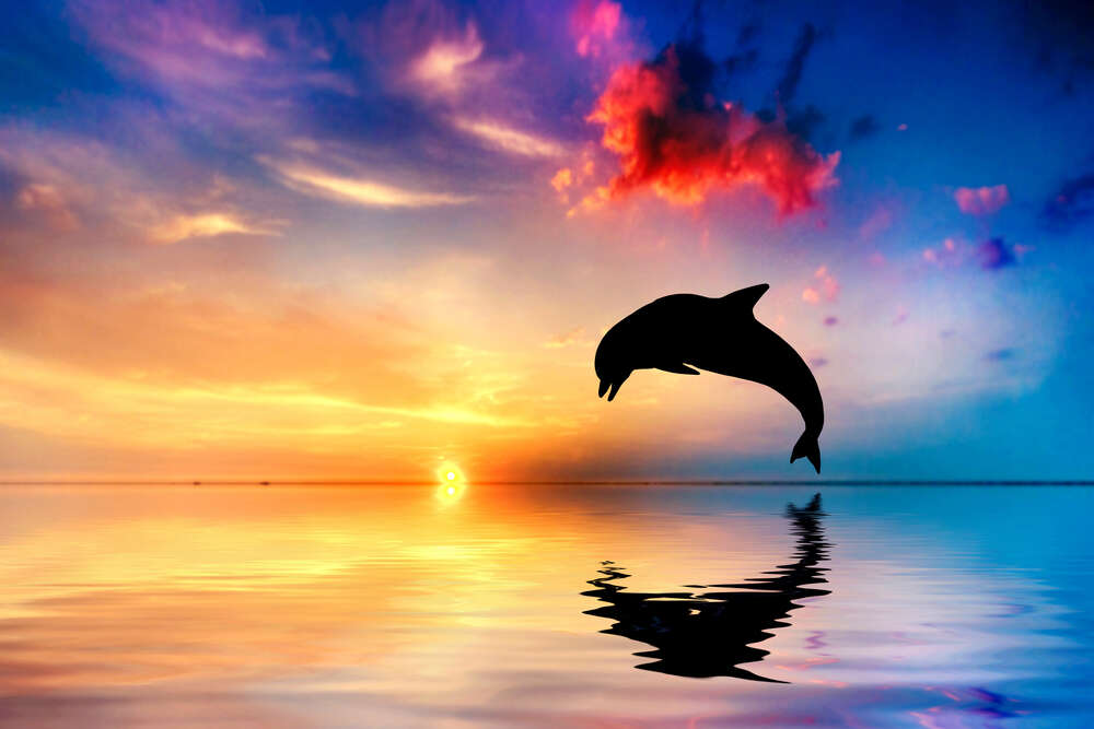 картина-постер Силуэт дельфина на поверхности вечернего океана