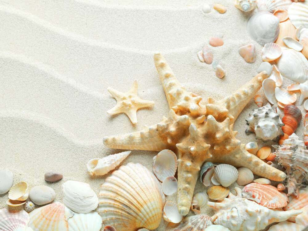 картина-постер Пастельный узор на песке из морских звезд и ракушек