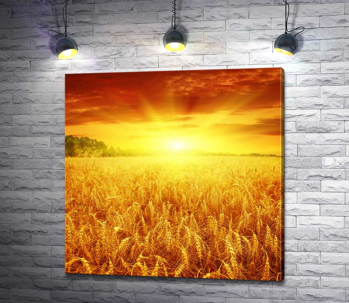 картина Налитая пшеница колосится золотом в лучах солнца
