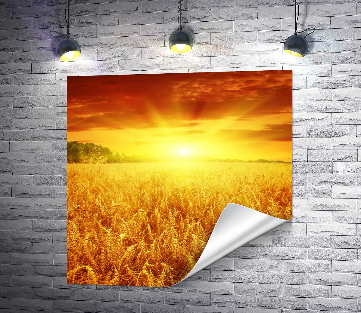 друк Налита пшениця колоситься золотом в променях сонця