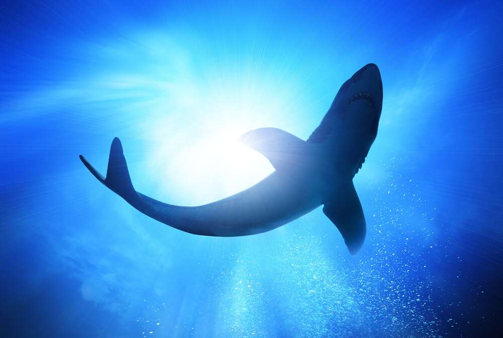 картина-постер Акула в глубинах океана