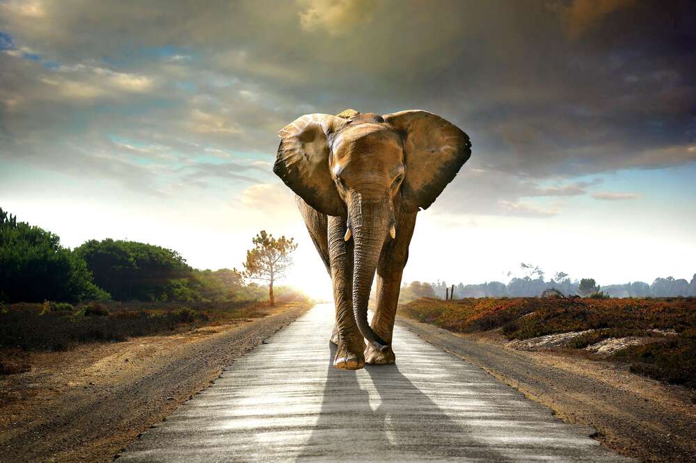 картина-постер Массивная фигура следующего по дороге слона