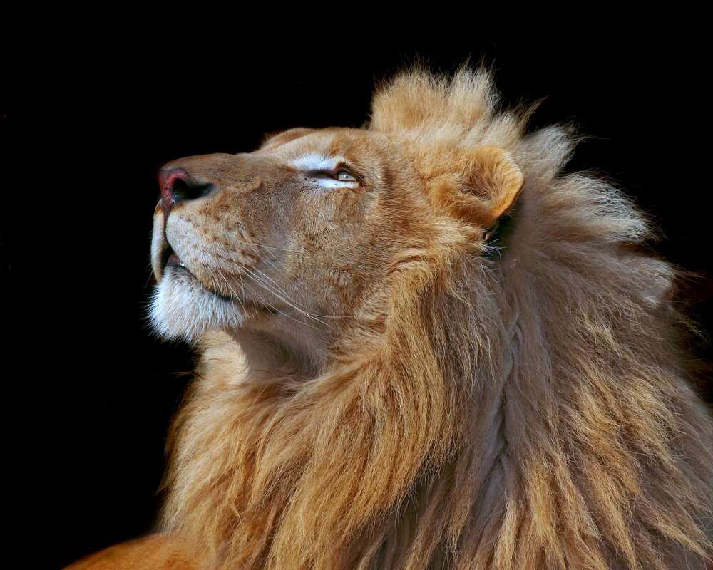 картина-постер Царственный профиль льва