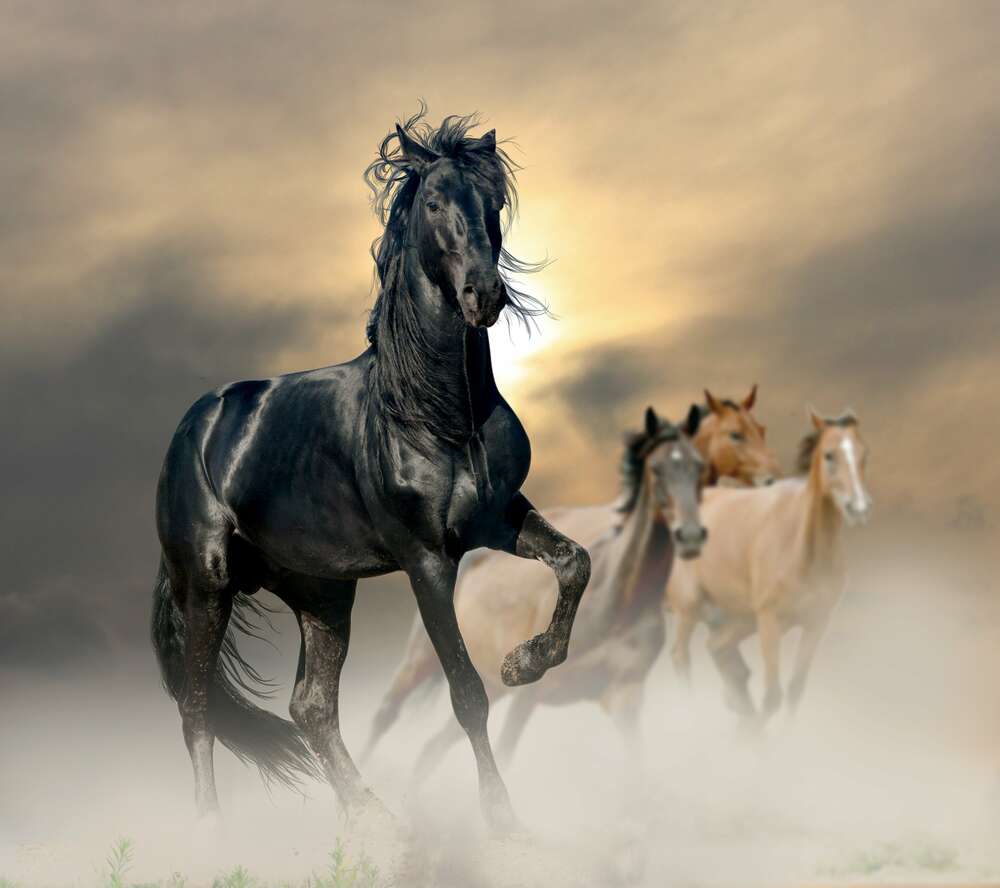 картина-постер Изящная фигура вороной лошади выделяется среди табуна