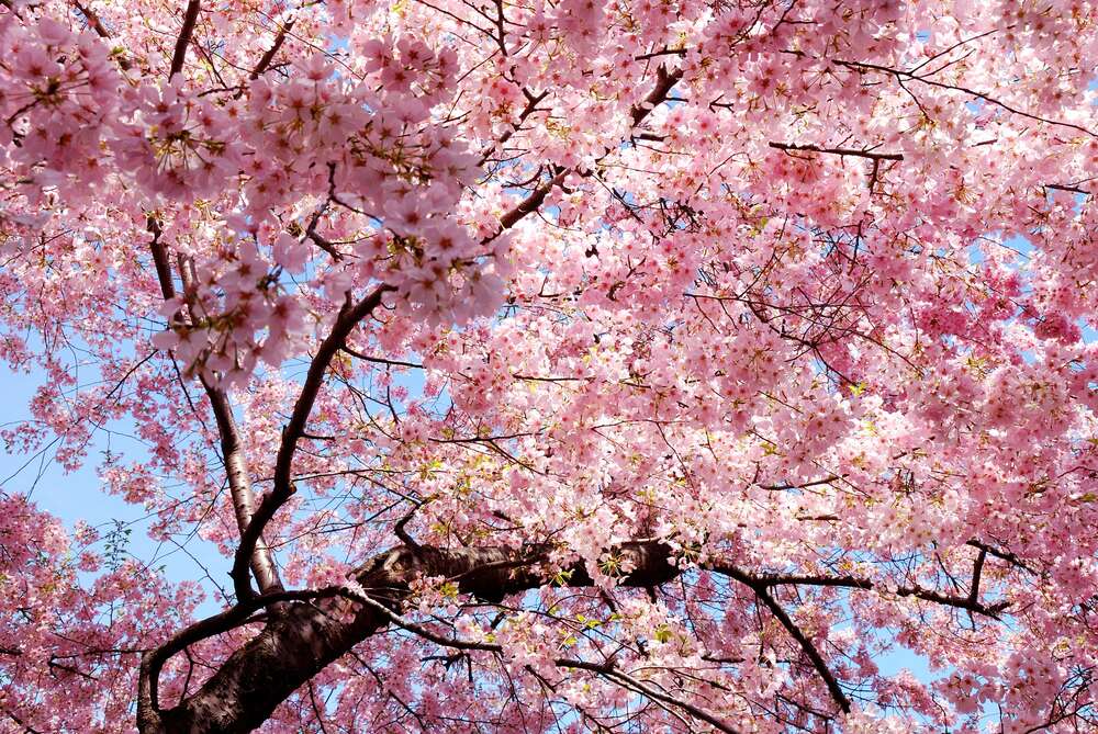 картина-постер Нежно-розовое цветение вишен весной