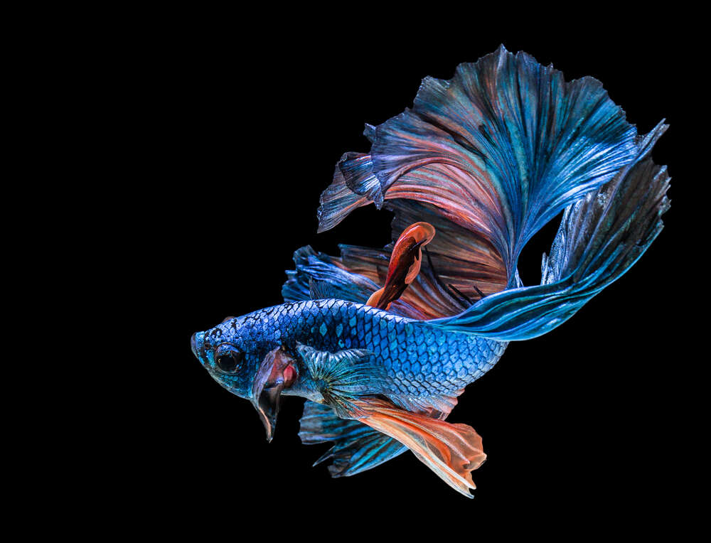 картина-постер Голубая рыба-петушок с пышными волнами плавников