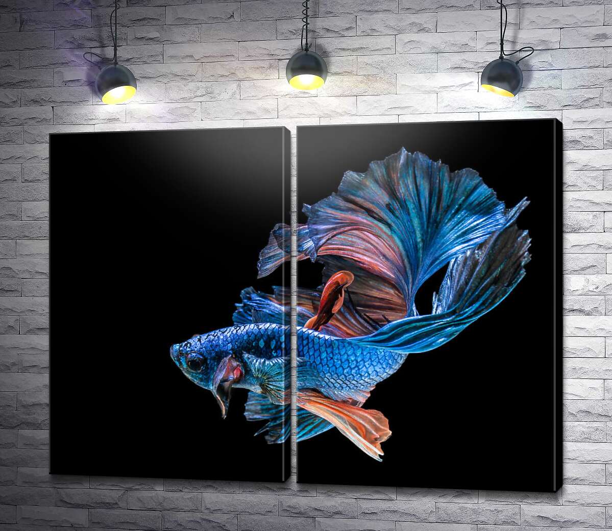 модульная картина Голубая рыба-петушок с пышными волнами плавников