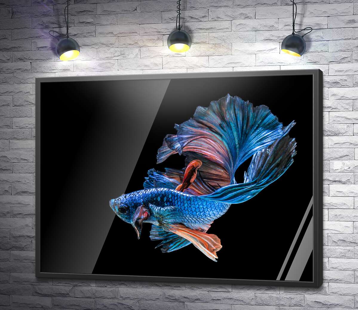 постер Голубая рыба-петушок с пышными волнами плавников