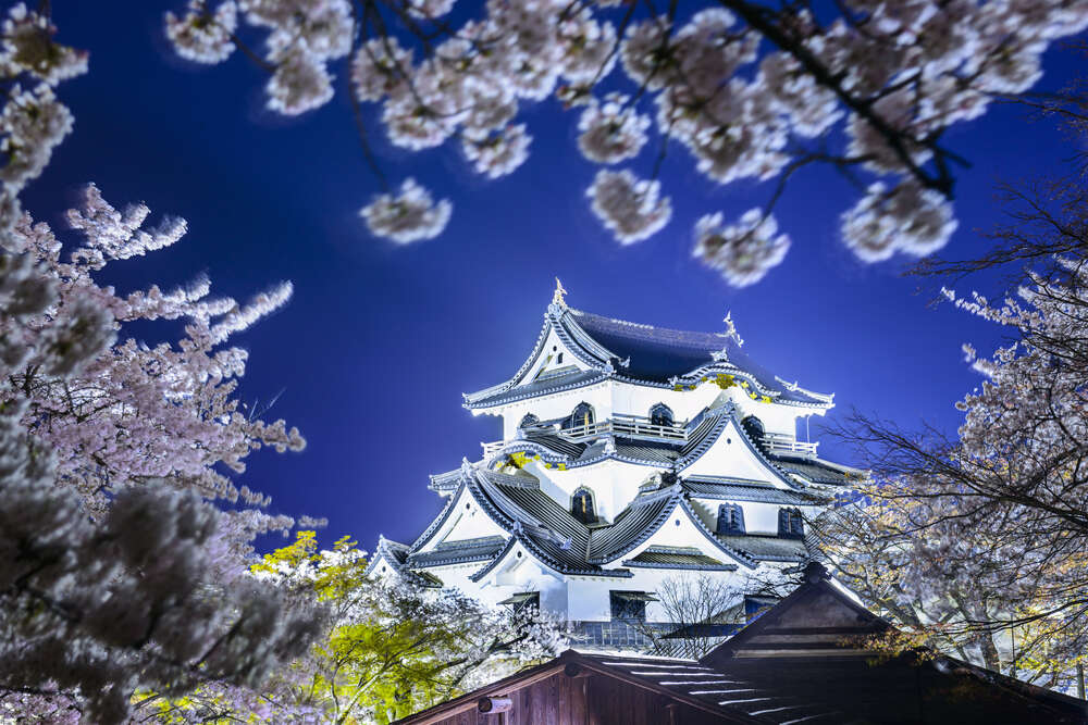 картина-постер Средневековый японский замок Хикона (Hikone Castle) весной