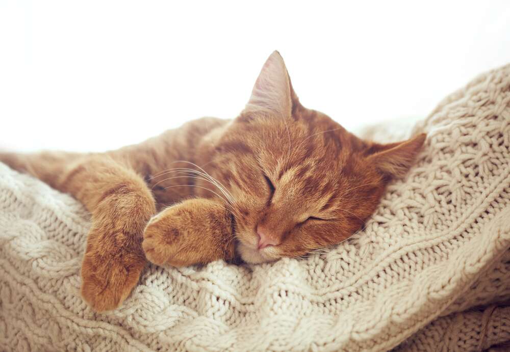картина-постер Кіт мило відпочиває на білій подушці