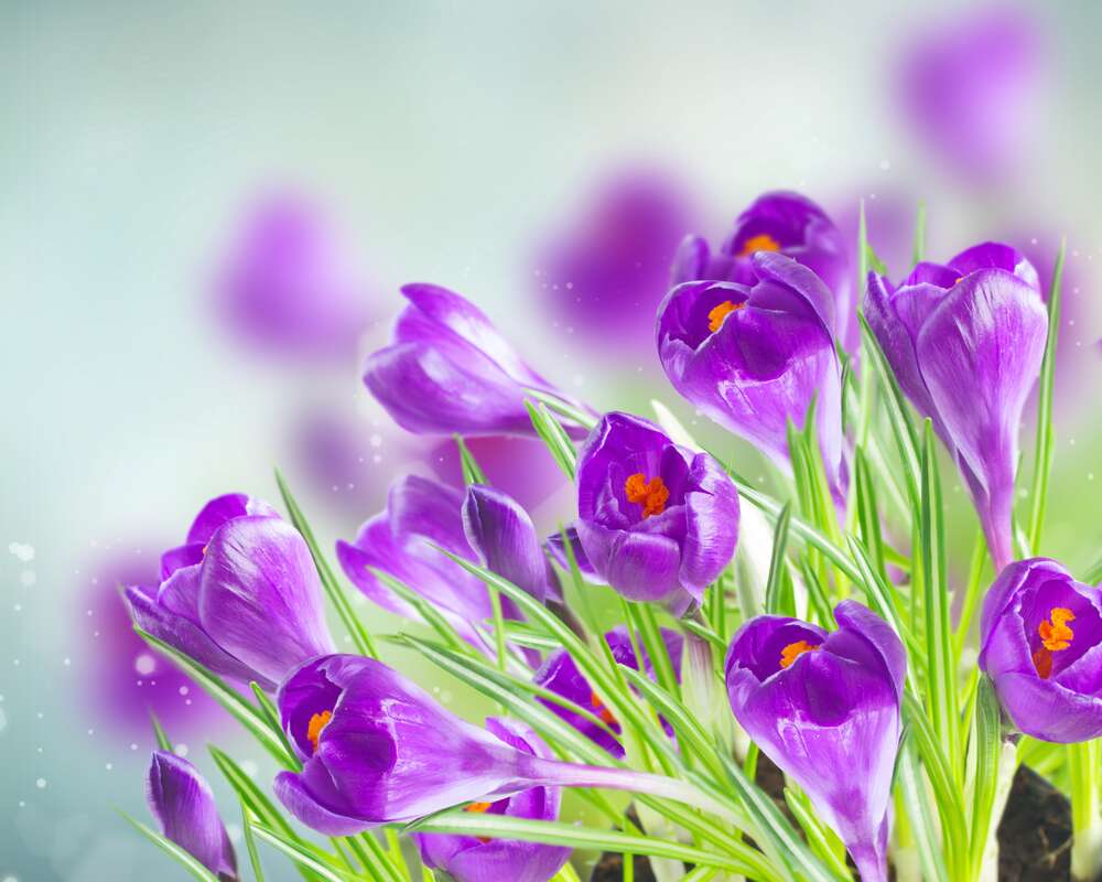 картина-постер Весеннее дыхание фиолетовых крокусов