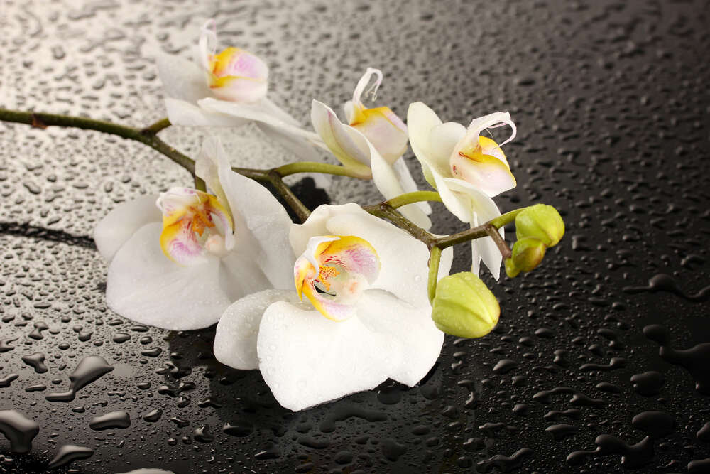 картина-постер Гілка білих орхідей на орошеній водою чорній поверхні