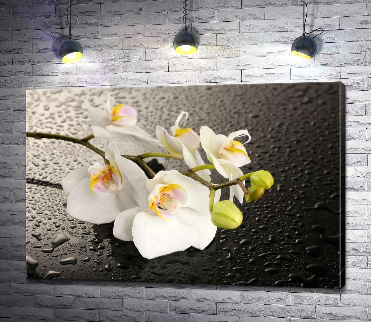 картина Ветвь белых орхидей на орошенной водой черной поверхности