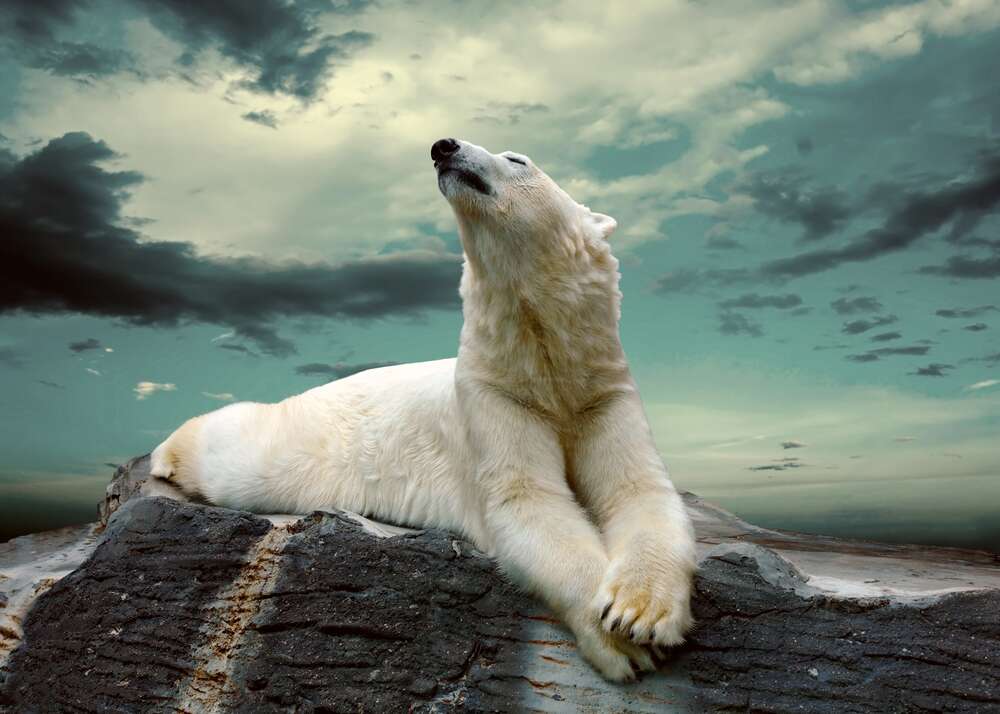картина-постер Белый медведь отдыхает на камне