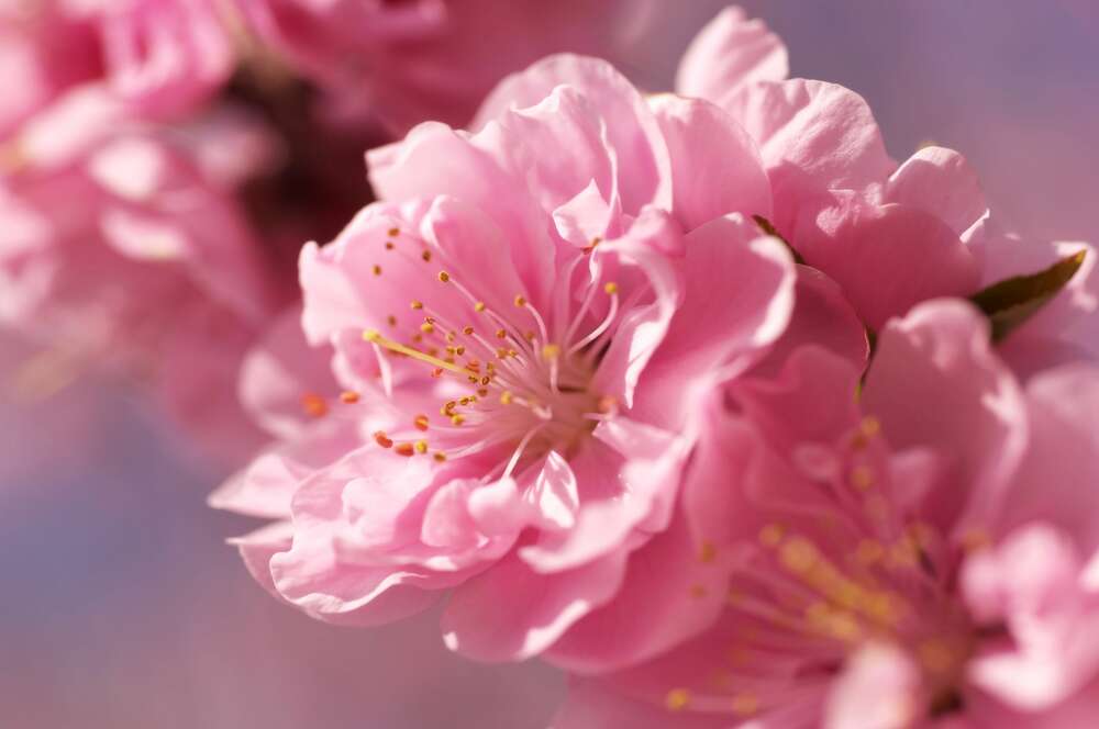 картина-постер Шелковистые лепестки цветка сакуры