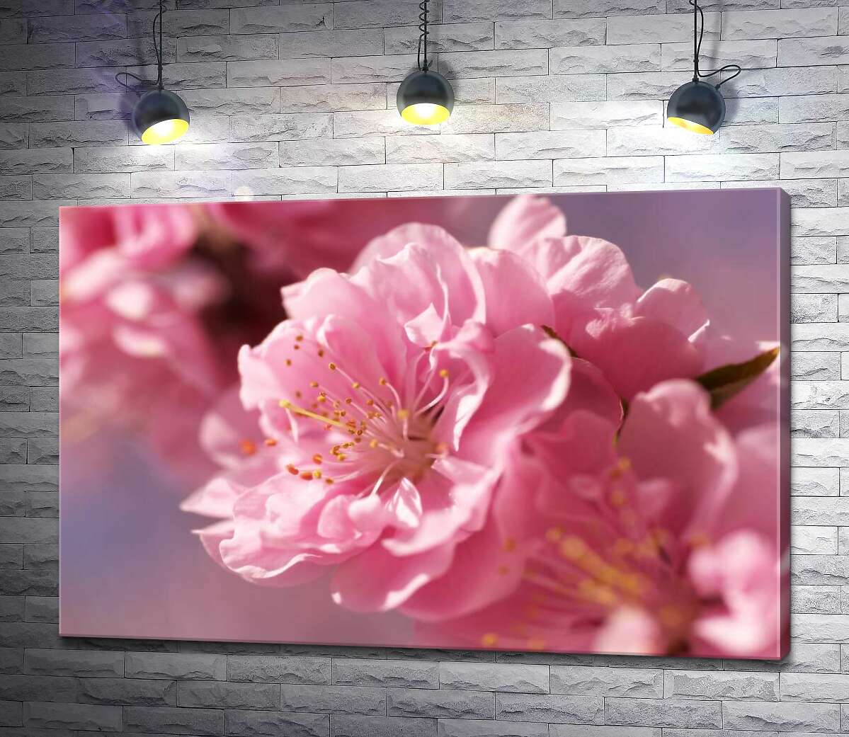 картина Шелковистые лепестки цветка сакуры