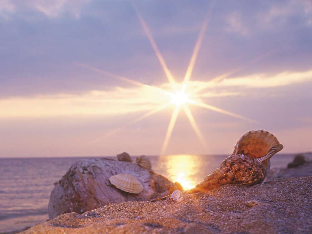 картина-постер Мушлі, розсипані по піщаному березі, в променях сонця