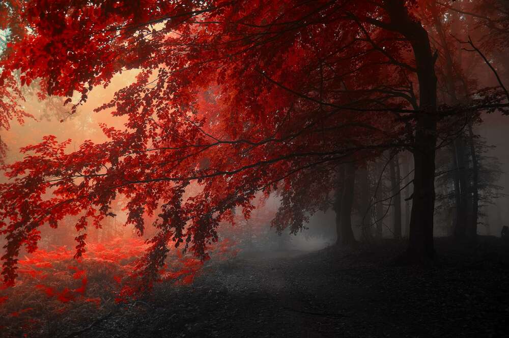 картина-постер Красные кроны деревьев в тени осеннего леса