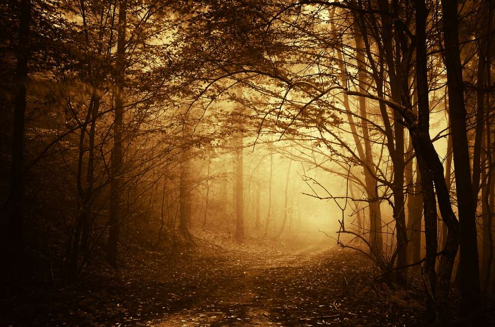 картина-постер Тропа в туманную чащу леса