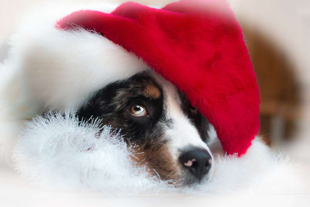 картина-постер Праздничное настроение собаки в шапке Санты
