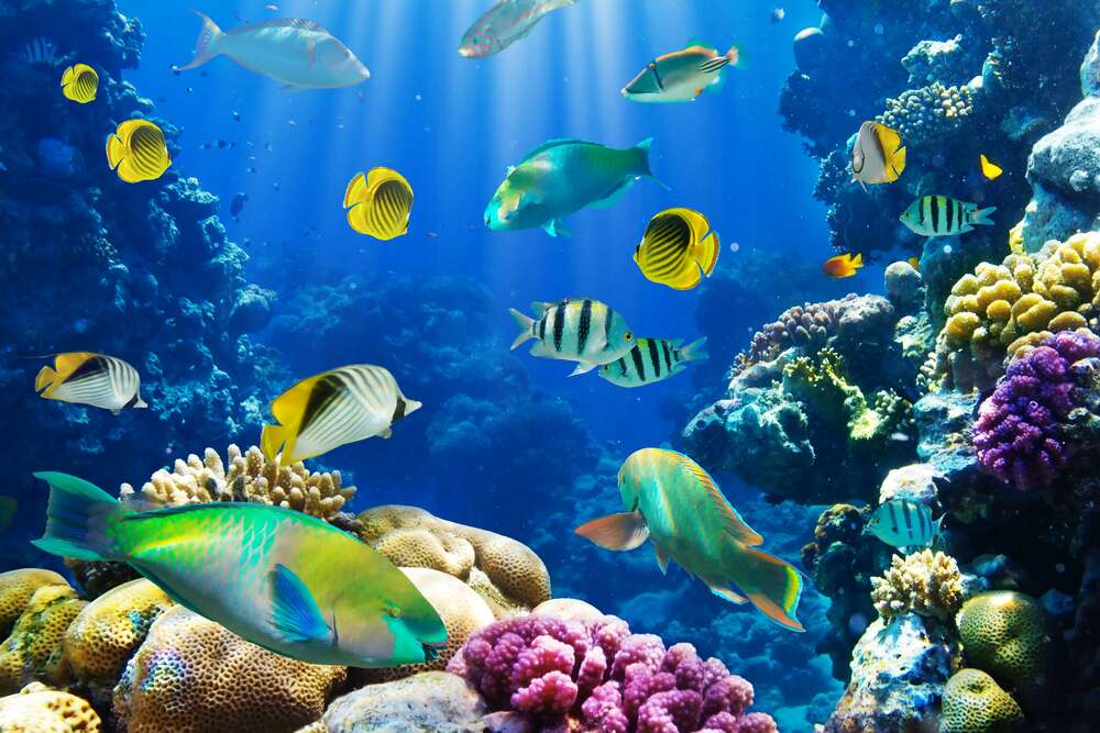 картина-постер Красота подводного мира рыб и кораллов