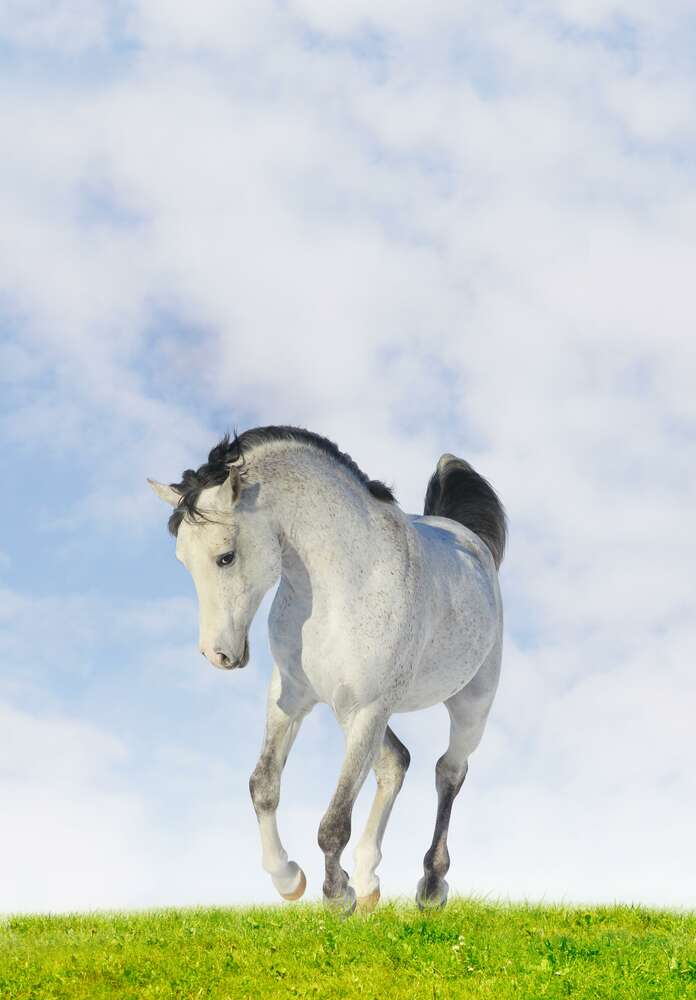 картина-постер Белая лошадь скачет по сочной траве