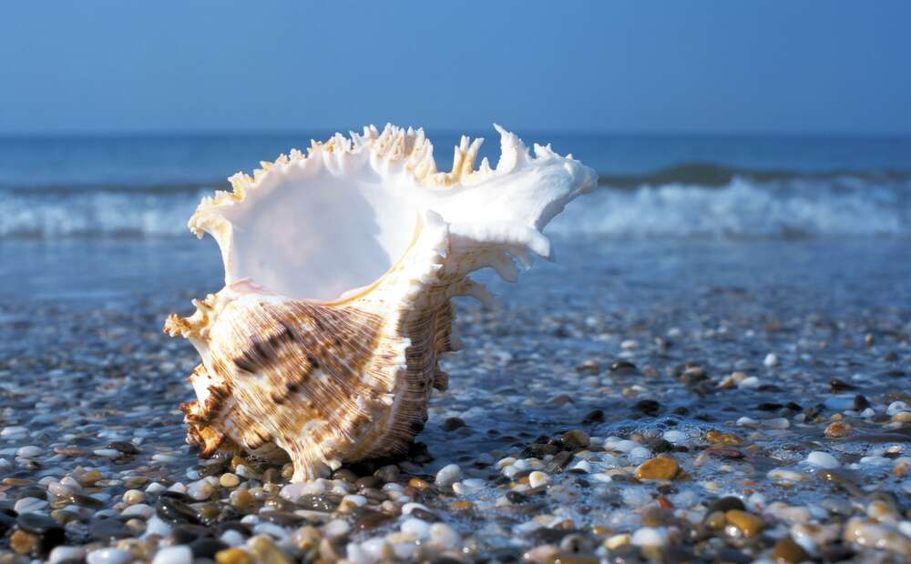 картина-постер Морская ракушка с вьющимися краями на каменистом пляже
