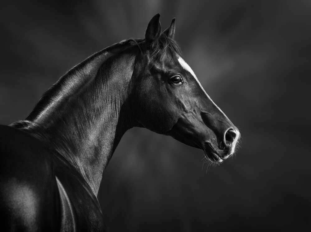 картина-постер Черно-белый профиль благородного коня