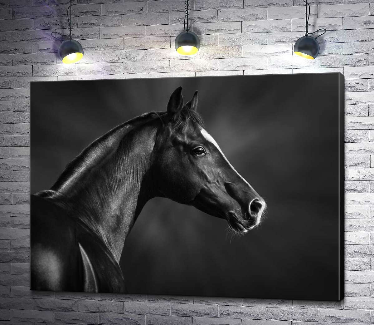 картина Чорно-білий профіль благородного коня