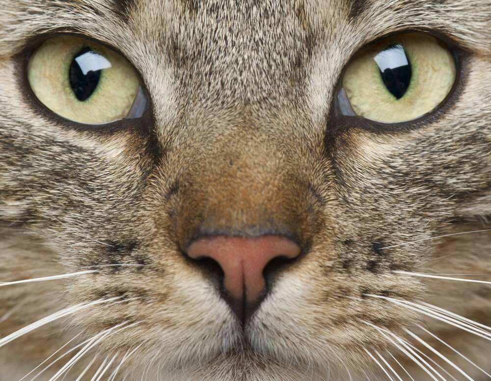 картина-постер Сосредоточенный взгляд зеленых глаз кота