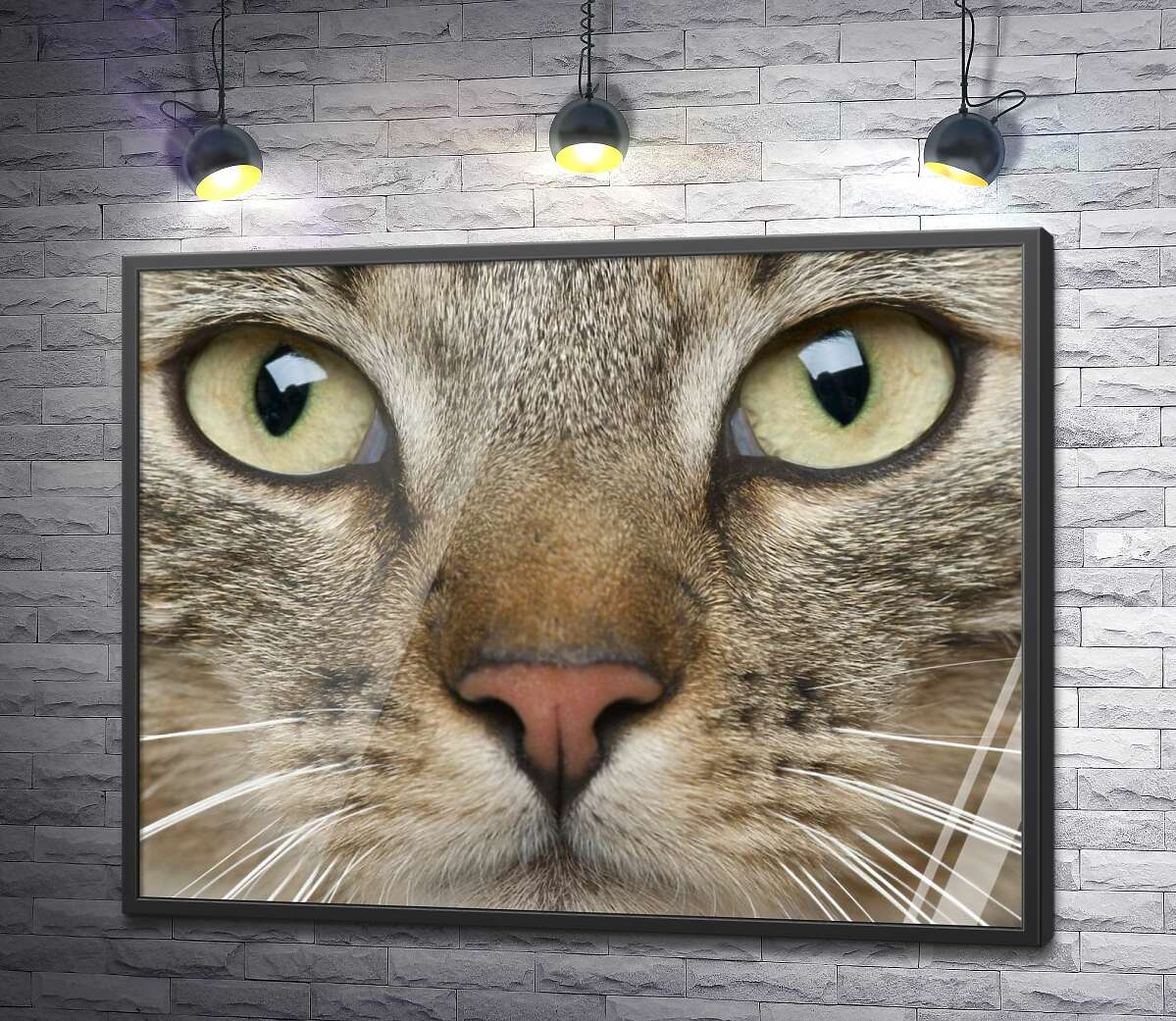 постер Сосредоточенный взгляд зеленых глаз кота