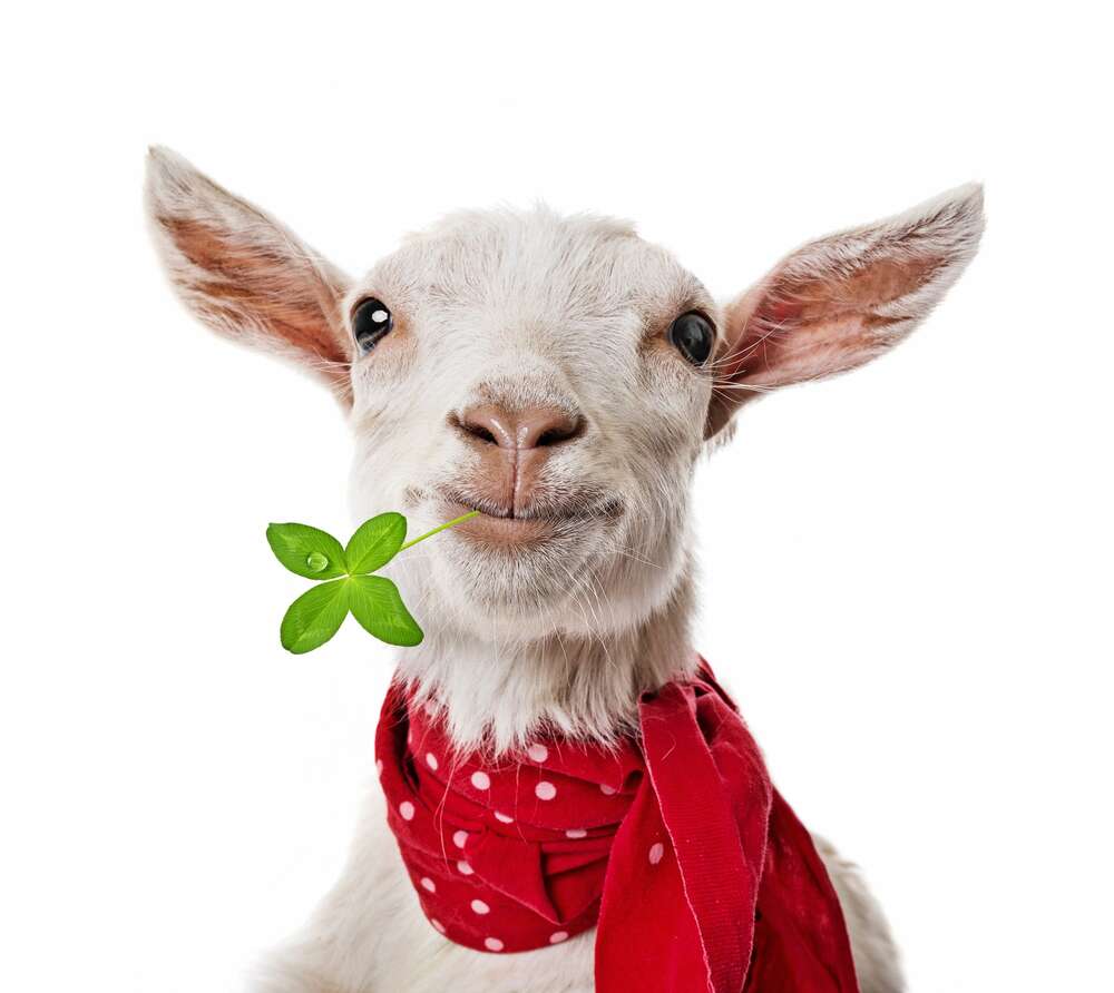 картина-постер Элегантная коза в красном шарфе