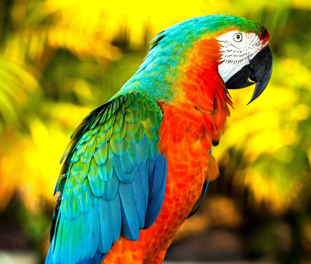 картина-постер Палитра красок на оперении попугая
