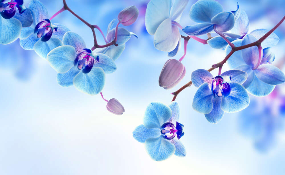 картина-постер Холодные цвета лепестков орхидеи