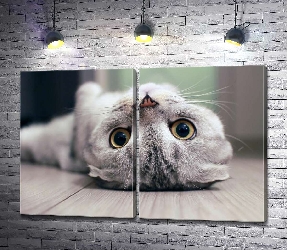 модульная картина Милый взгляд серого шотландского кота