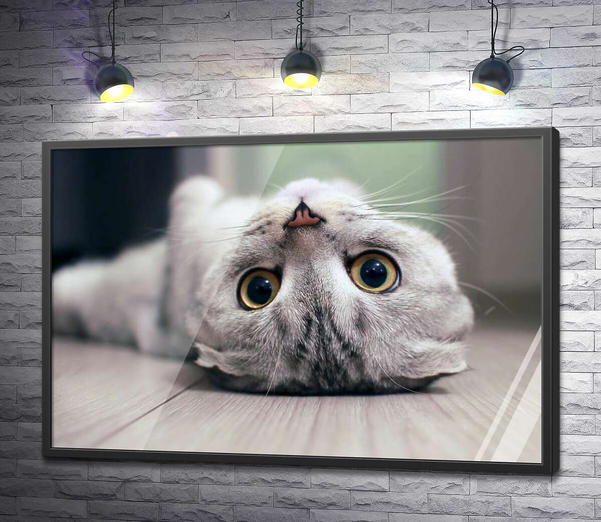 постер Милый взгляд серого шотландского кота