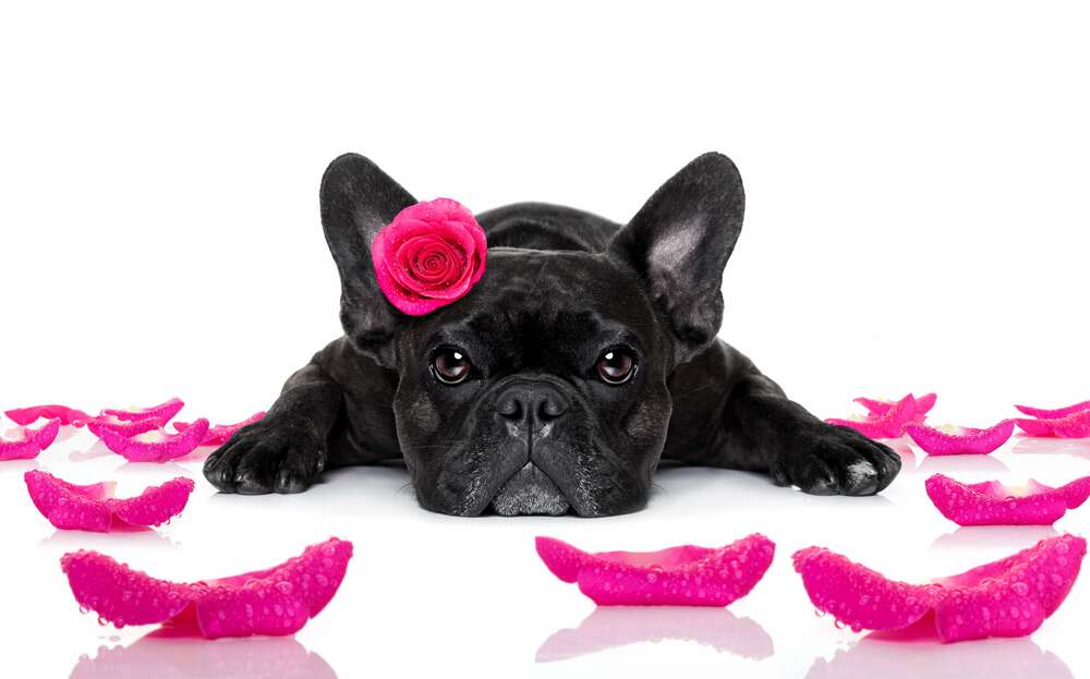 картина-постер Чорний бульдог відпочиває серед рожевих пелюсток троянд