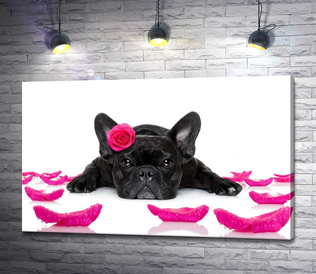 картина Чорний бульдог відпочиває серед рожевих пелюсток троянд