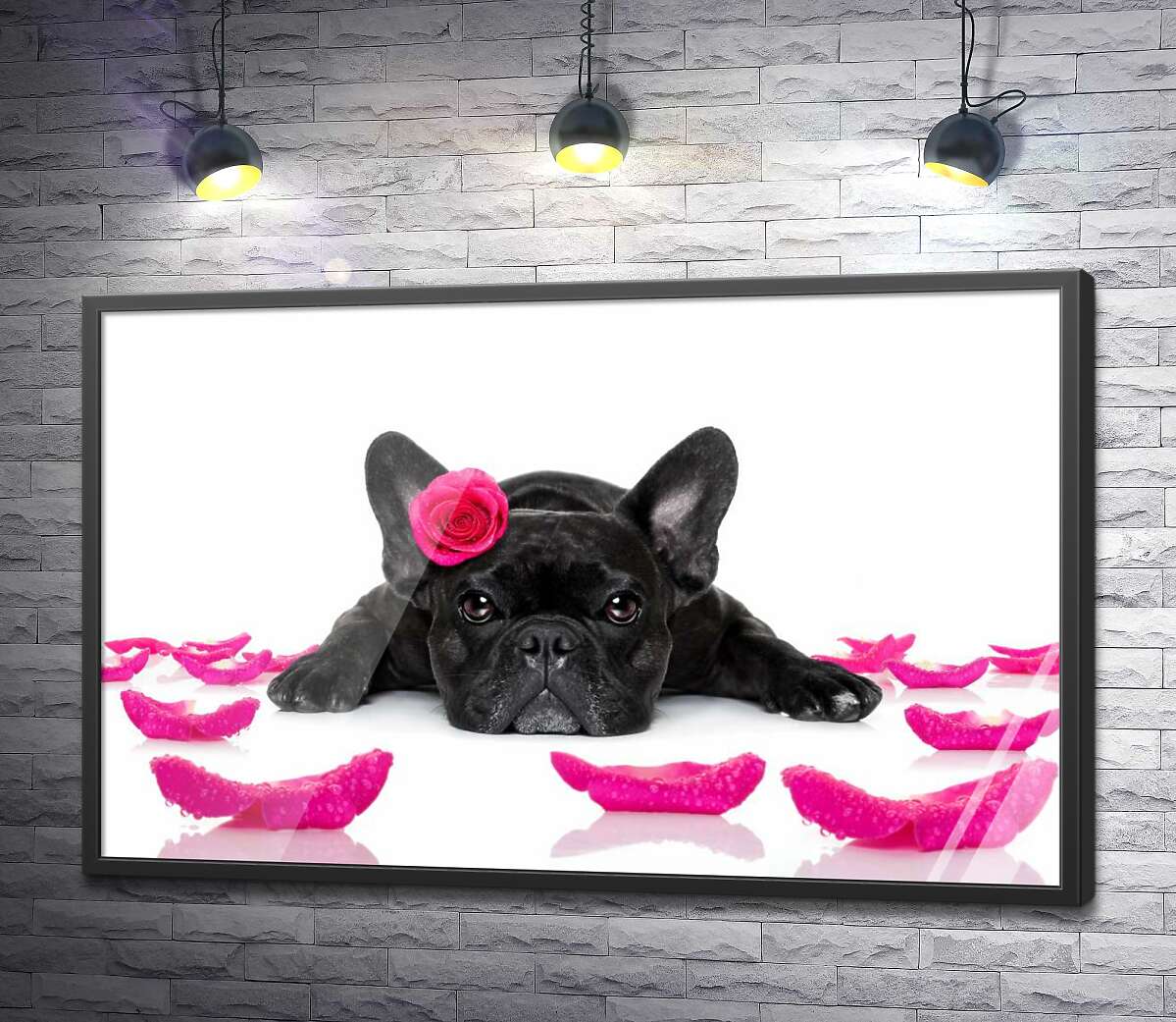 постер Чорний бульдог відпочиває серед рожевих пелюсток троянд