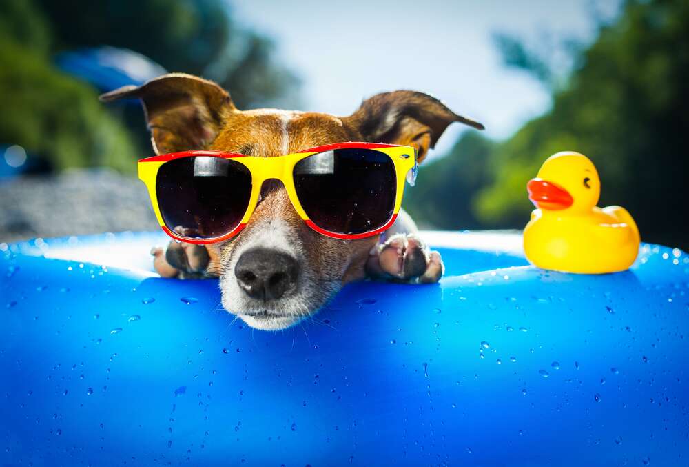 картина-постер Собака релаксирует в солнечных очках на краю надувного бассейна