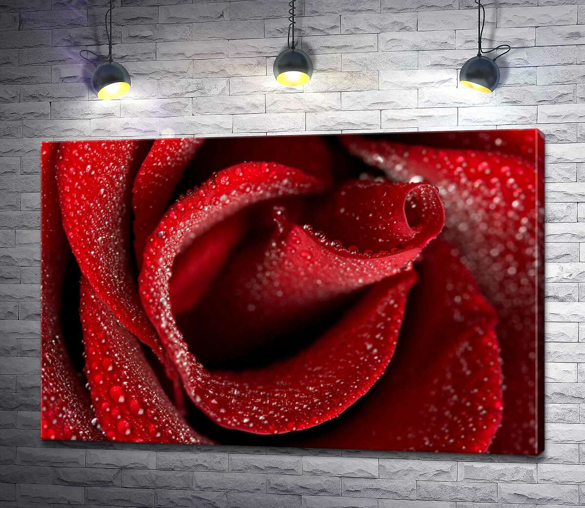 картина Ніжна середина червоної троянди, всіяна краплями роси