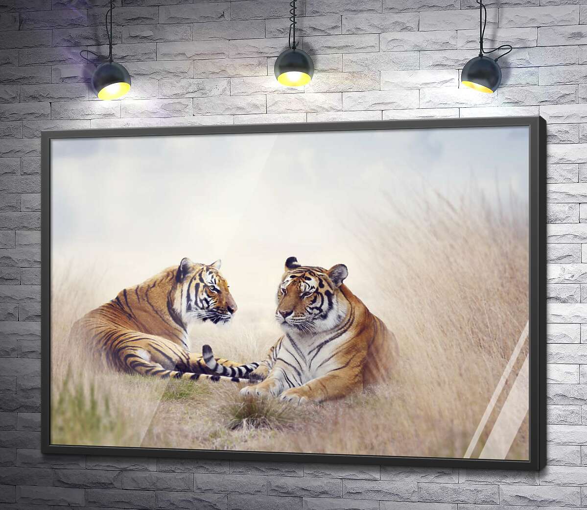 постер Полосатые тигры отдыхают в высокой степной траве