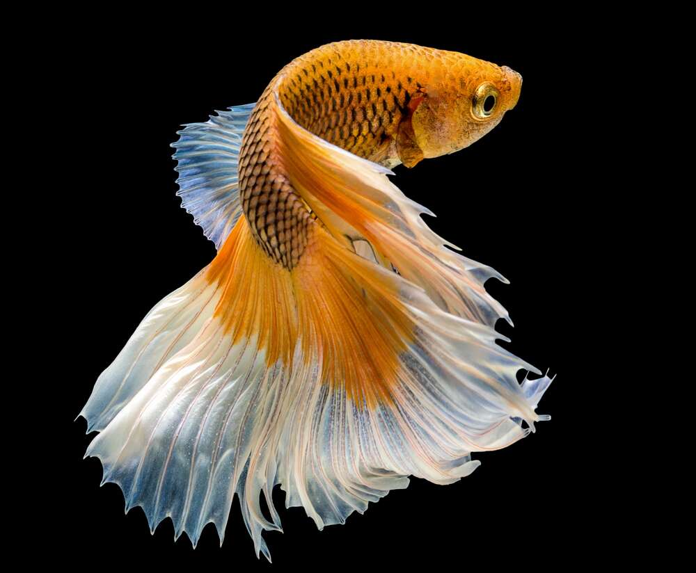 картина-постер Золота риба-півник з білим пишним хвостом