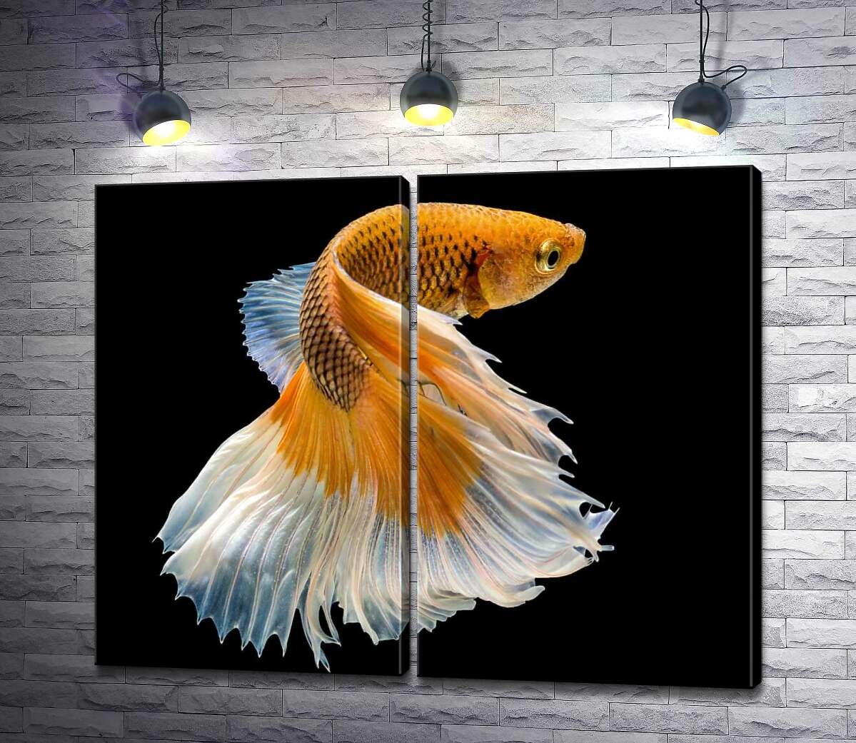модульная картина Золотая рыба-петушок с белым пышным хвостом