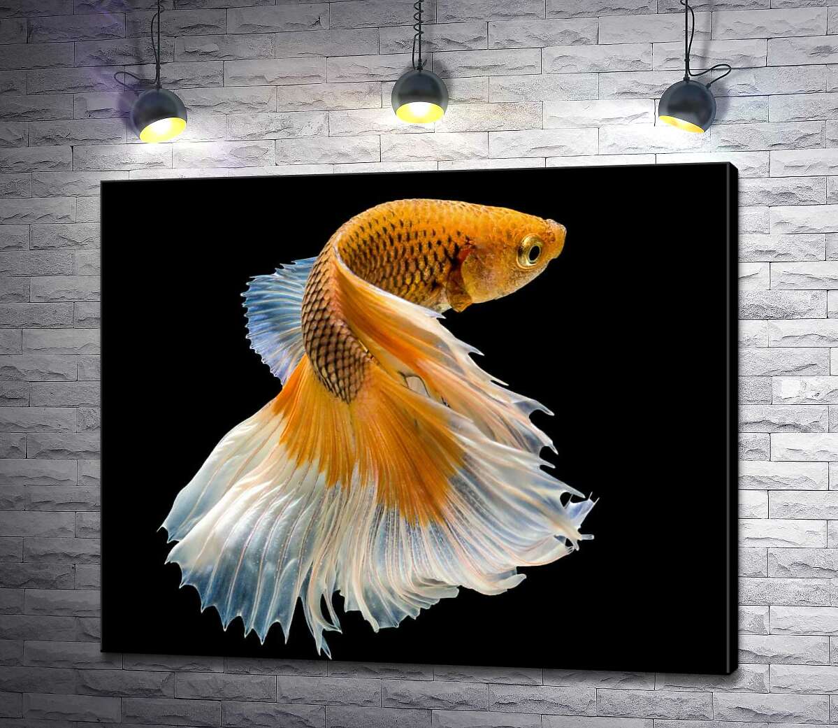 картина Золотая рыба-петушок с белым пышным хвостом