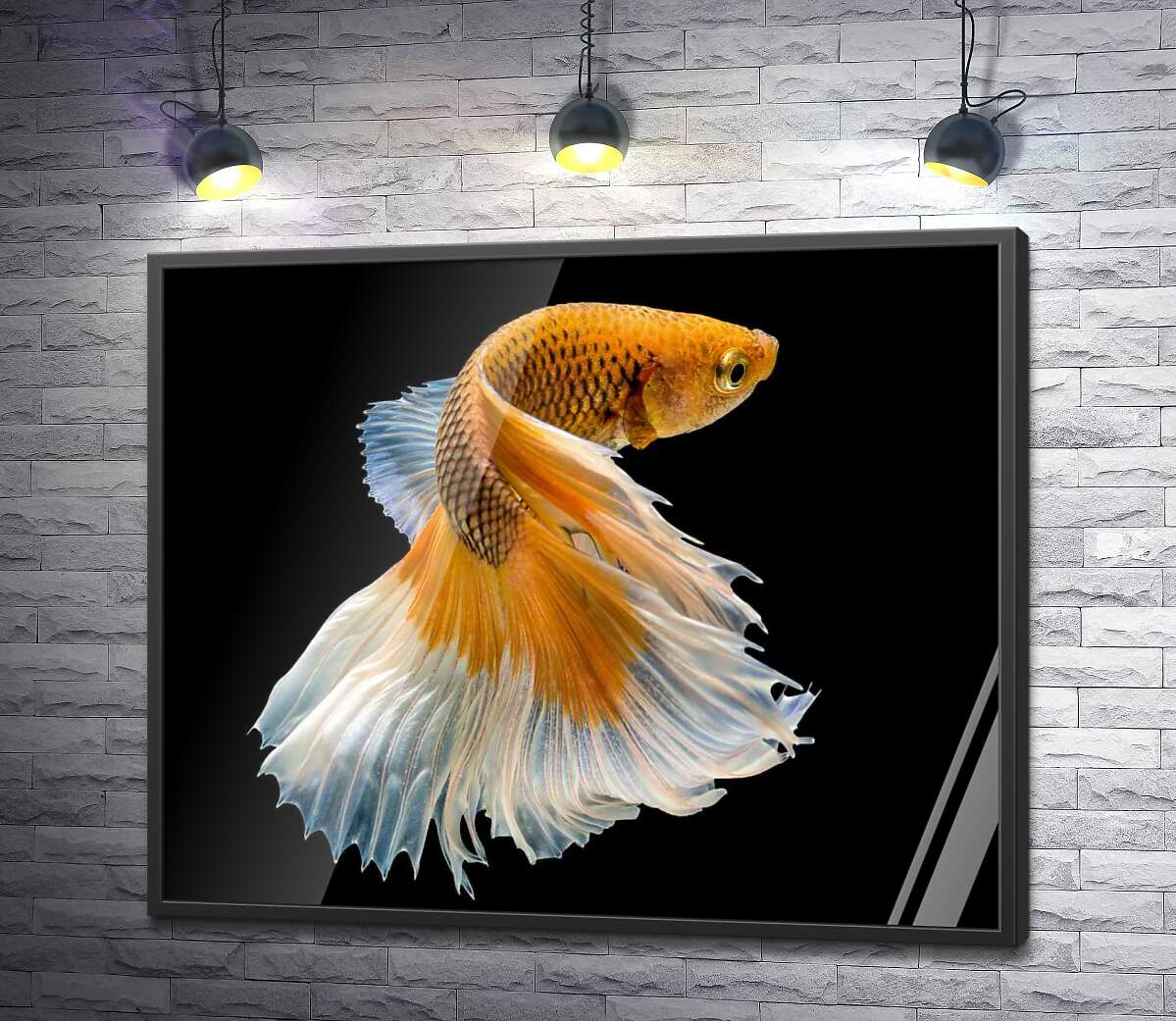 постер Золотая рыба-петушок с белым пышным хвостом