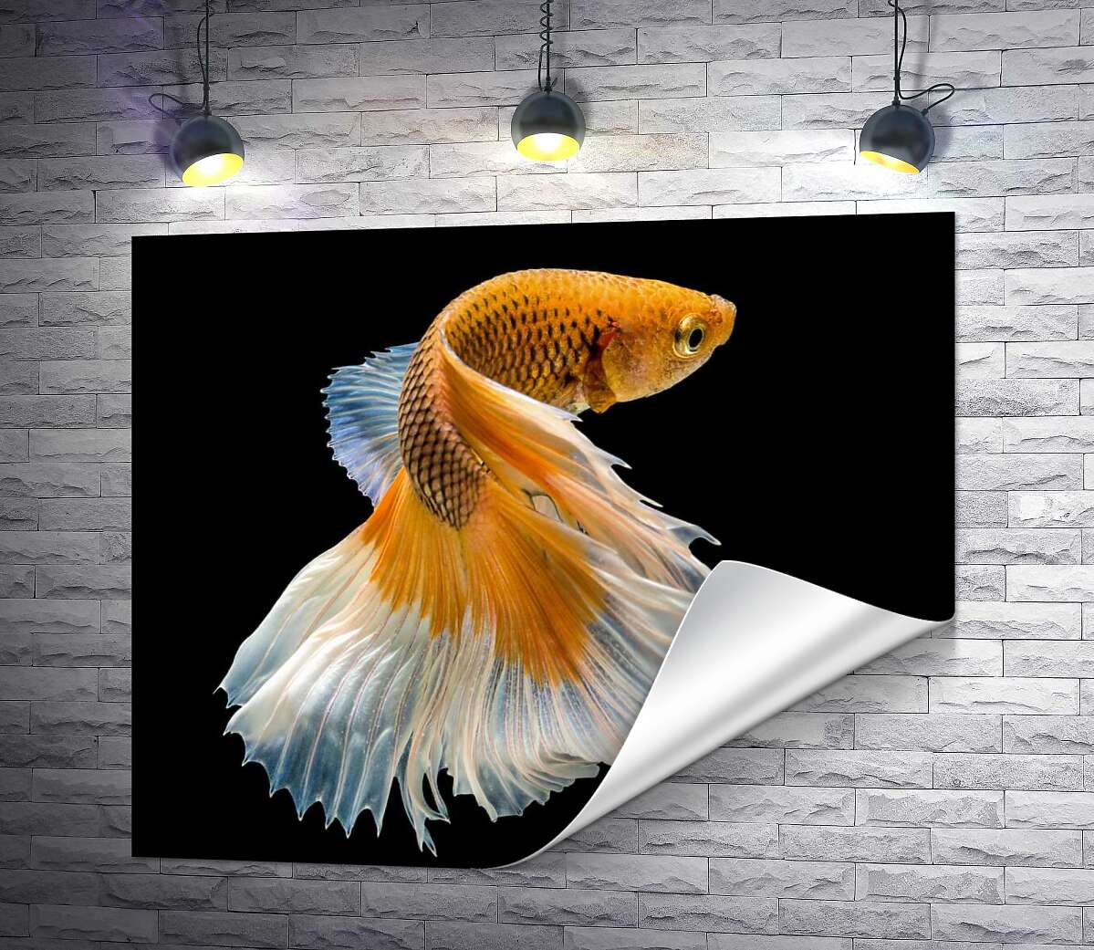 печать Золотая рыба-петушок с белым пышным хвостом
