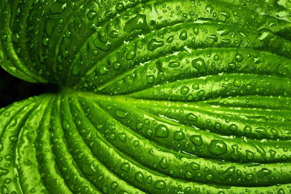 картина-постер Ярко-зеленый тропический лист в освежающих дождевых каплях
