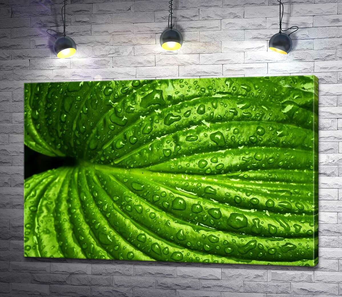 картина Яскраво-зелений тропічний листок в освіжаючих дощових краплях